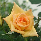 Apricot colored rose