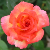 southern delight rose