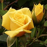 Yellow rose tally